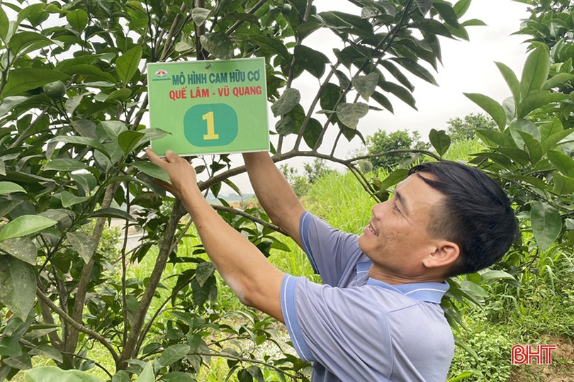Lộc Hà thí điểm mô hình chăn nuôi lợn hữu cơ ảnh 6 Lộc Hà thí điểm mô hình chăn nuôi lợn hữu cơ