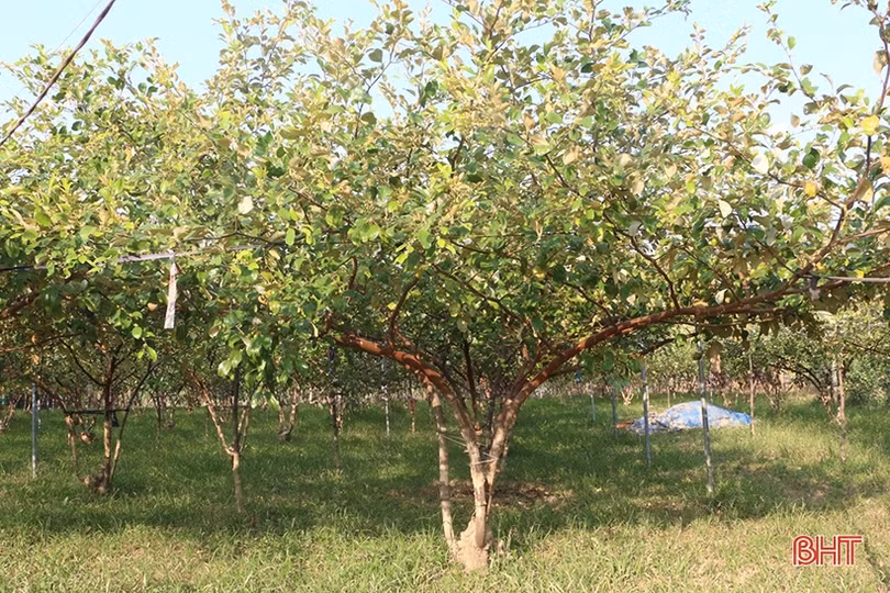 Cây táo đại bén duyên với vùng ven bãi bồi sông La