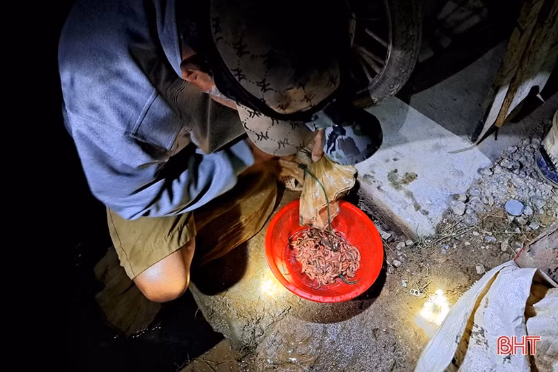 Hà Tĩnh: “Săn” rươi, kiếm tiền triệu mỗi đêm
