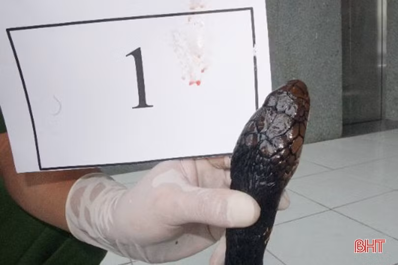 Hà Tĩnh: Phát hiện một phụ nữ vận chuyển 9 con rắn hổ mang chúa