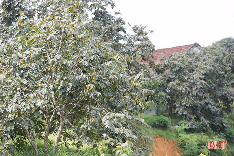 Mùa hồng giòn “bội thu” của nông dân Vũ Quang