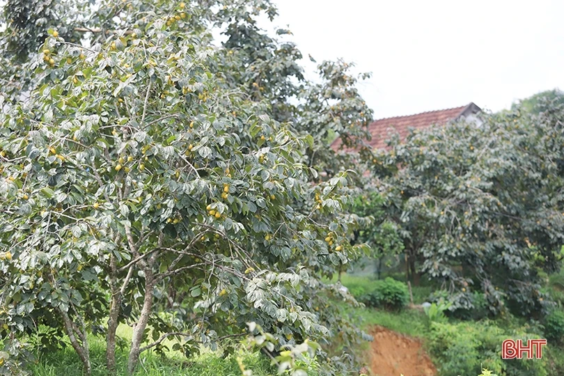 Mùa hồng giòn “bội thu” của nông dân Vũ Quang