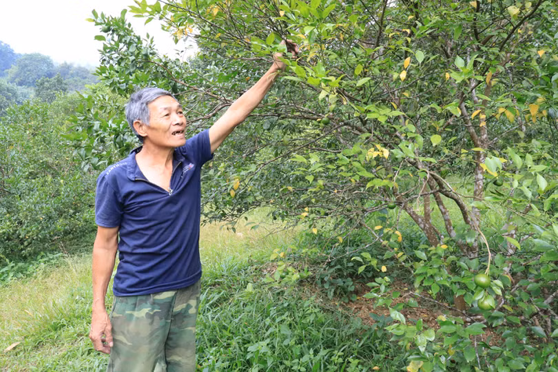 Người trồng cam Hương Sơn buồn lòng trước mùa thu hoạch