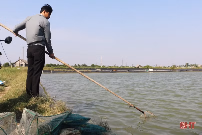 Nuôi cua thâm canh, nông dân Hà Tĩnh thu lãi hàng trăm triệu đồng