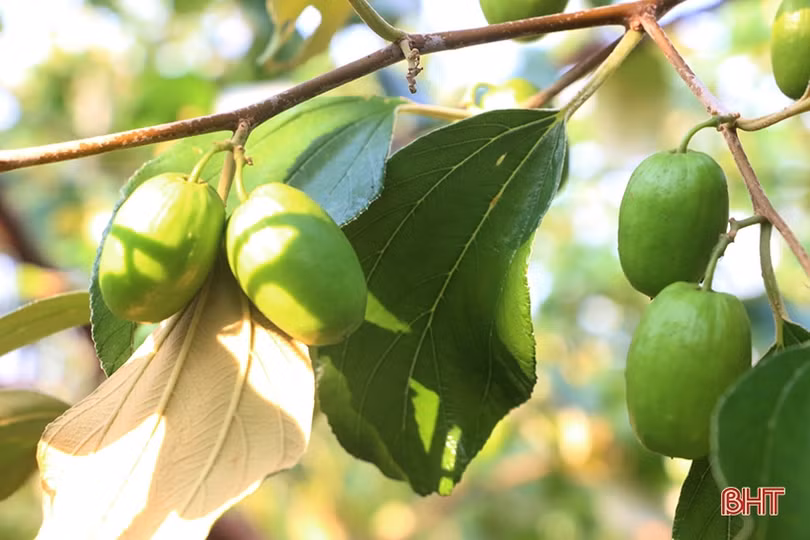 Cây táo đại bén duyên với vùng ven bãi bồi sông La