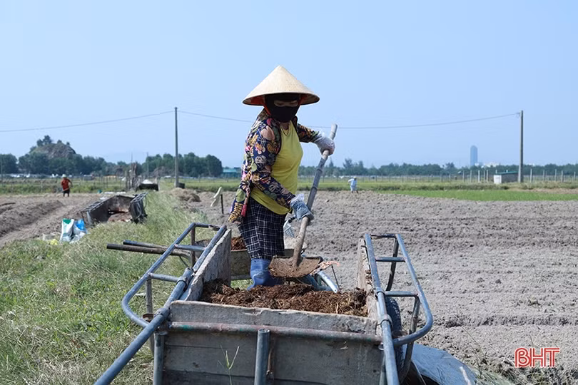 Thời tiết thuận lợi, nông dân Hà Tĩnh xuống đồng làm rau màu vụ đông