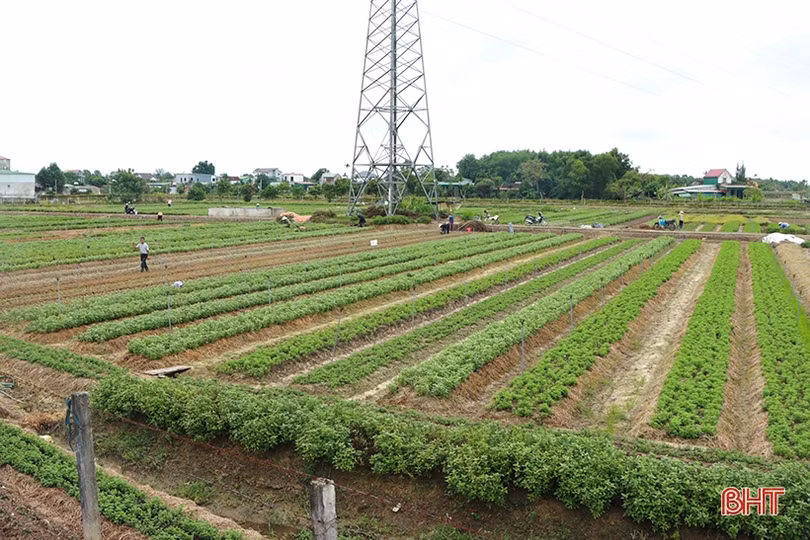 Rau được giá, nông dân Hà Tĩnh phấn khởi bám đồng sản xuất