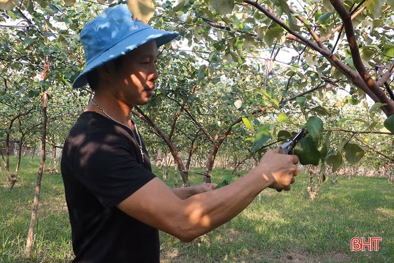 Cây táo đại bén duyên với vùng ven bãi bồi sông La