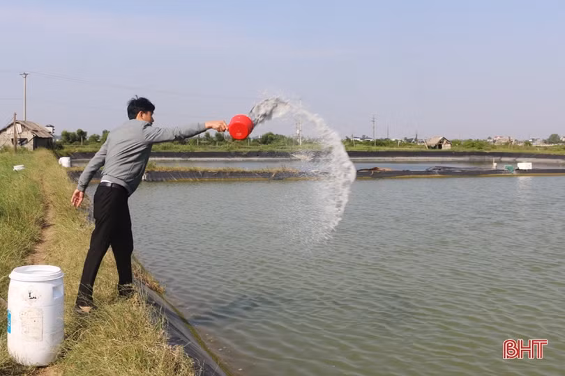 Nuôi cua thâm canh, nông dân Hà Tĩnh thu lãi hàng trăm triệu đồng