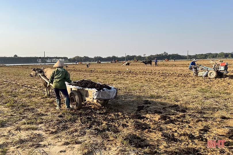 Thời tiết thuận lợi, nông dân Hà Tĩnh xuống đồng làm rau màu vụ đông