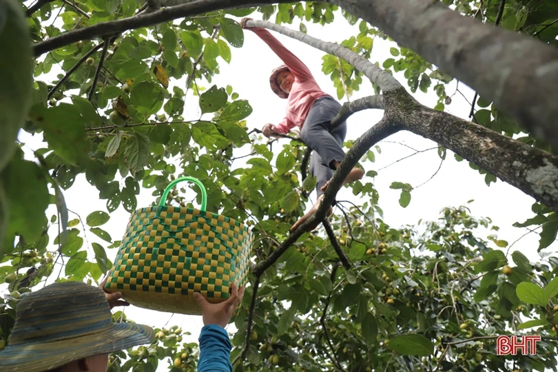 Mùa hồng giòn “bội thu” của nông dân Vũ Quang