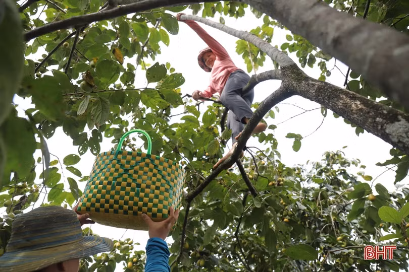 Mùa hồng giòn “bội thu” của nông dân Vũ Quang