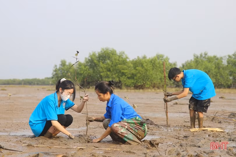 Học sinh Trường Albert Einstein trồng cây phục hồi rừng ngập mặn