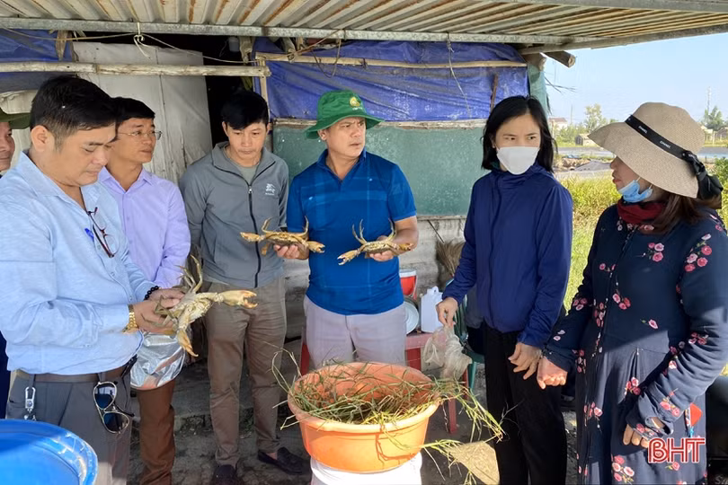 Nuôi cua thâm canh, nông dân Hà Tĩnh thu lãi hàng trăm triệu đồng