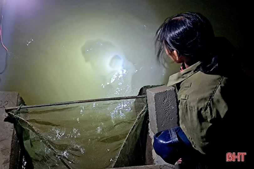 Hà Tĩnh: “Săn” rươi, kiếm tiền triệu mỗi đêm