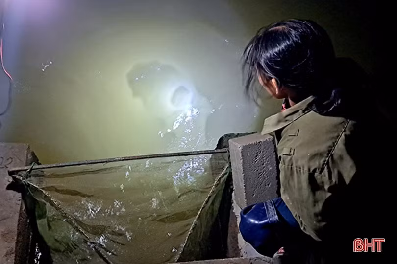 Hà Tĩnh: “Săn” rươi, kiếm tiền triệu mỗi đêm