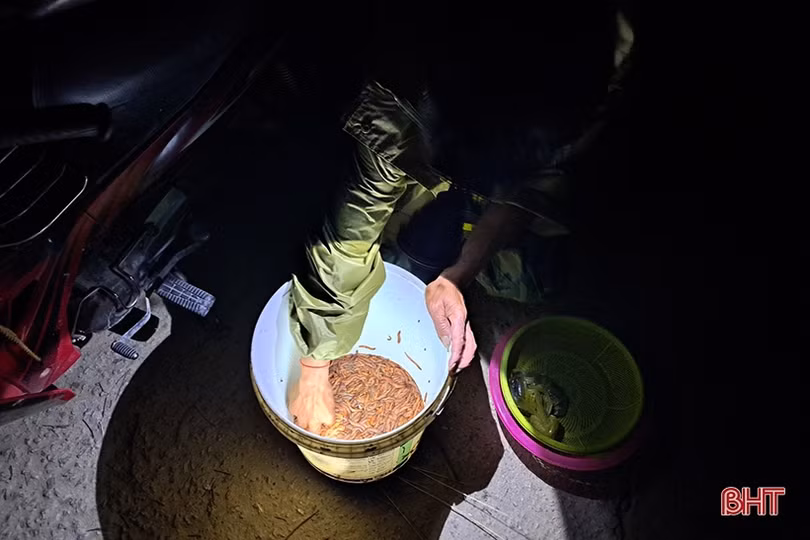 Hà Tĩnh: “Săn” rươi, kiếm tiền triệu mỗi đêm