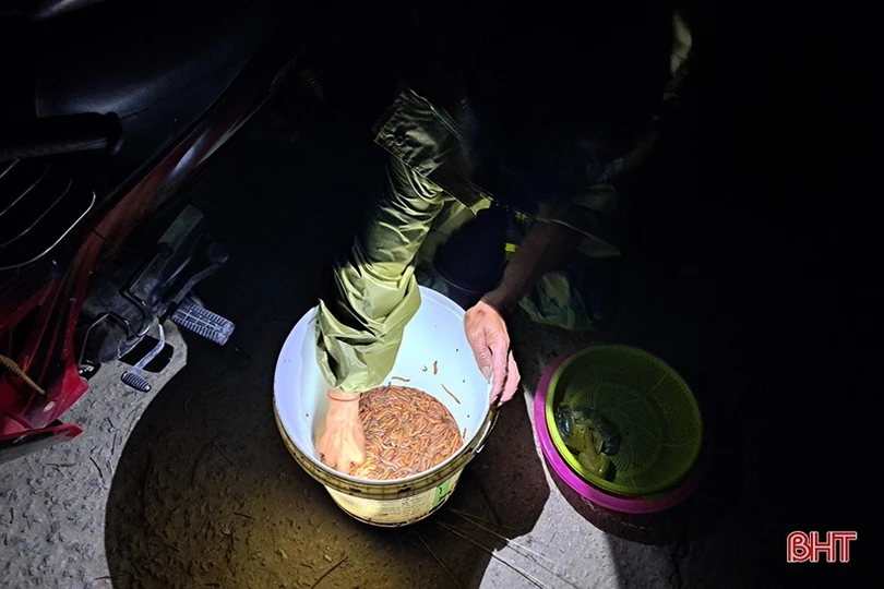 Hà Tĩnh: “Săn” rươi, kiếm tiền triệu mỗi đêm