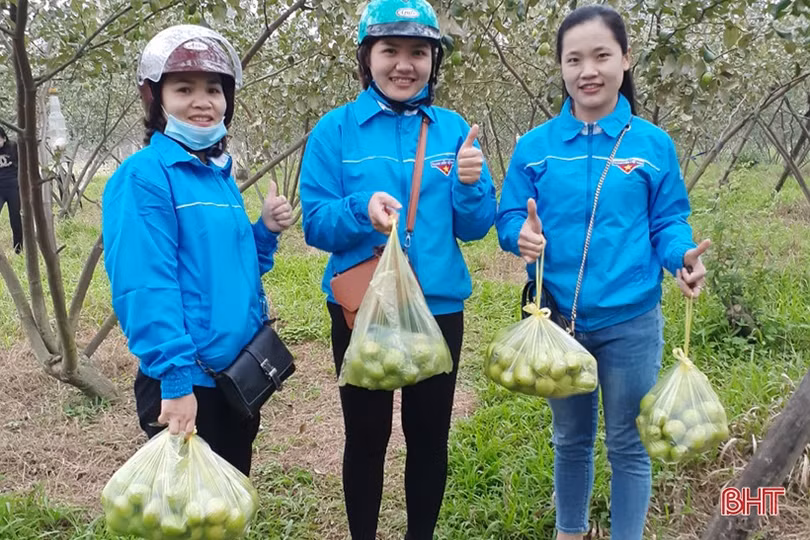 Cây táo đại bén duyên với vùng ven bãi bồi sông La