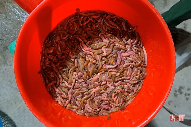 Hà Tĩnh: “Săn” rươi, kiếm tiền triệu mỗi đêm