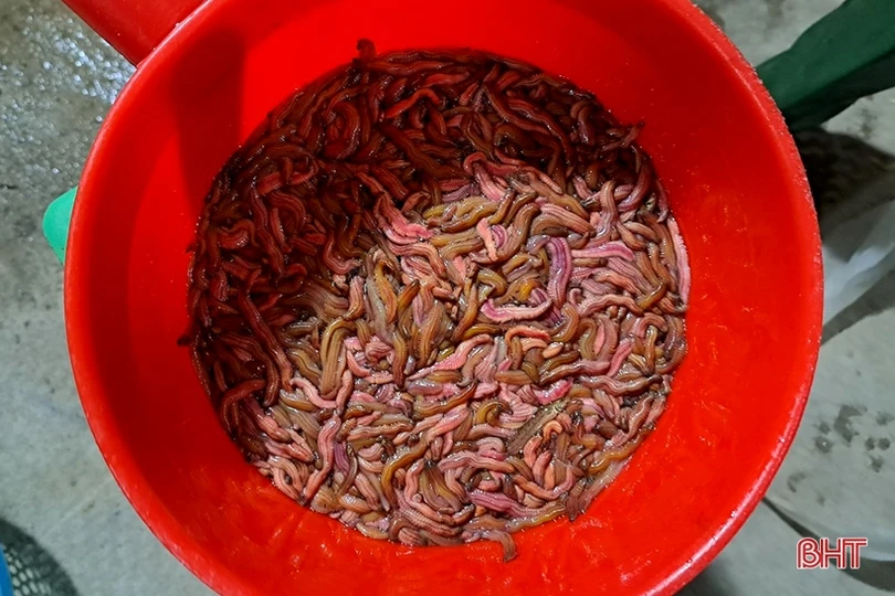 Hà Tĩnh: “Săn” rươi, kiếm tiền triệu mỗi đêm