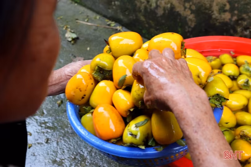 Mùa hồng giòn “bội thu” của nông dân Vũ Quang