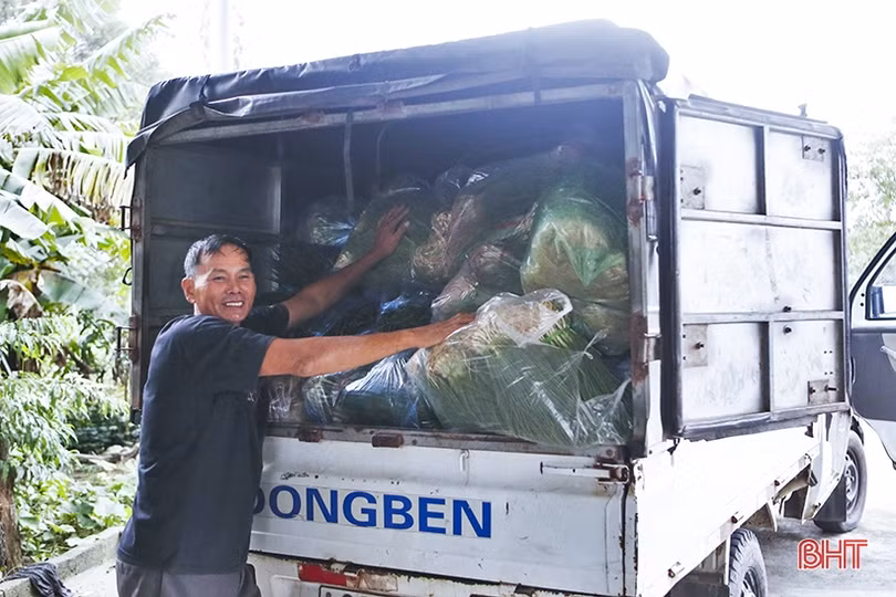 Giá hành lá tăng 3 - 4 lần, nông dân “người vui, kẻ tiếc”