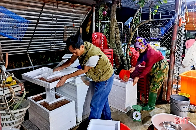 Hà Tĩnh: “Săn” rươi, kiếm tiền triệu mỗi đêm