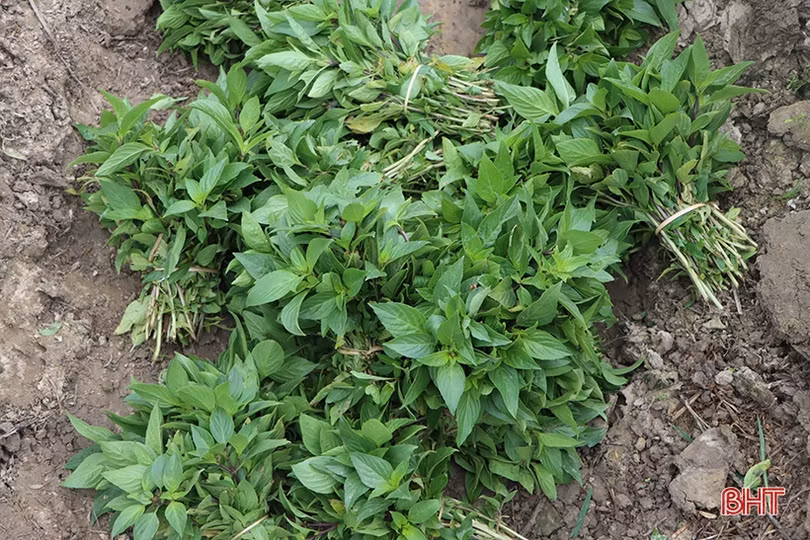 Rau được giá, nông dân Hà Tĩnh phấn khởi bám đồng sản xuất