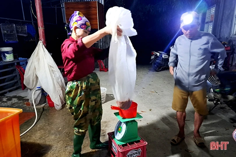 Hà Tĩnh: “Săn” rươi, kiếm tiền triệu mỗi đêm