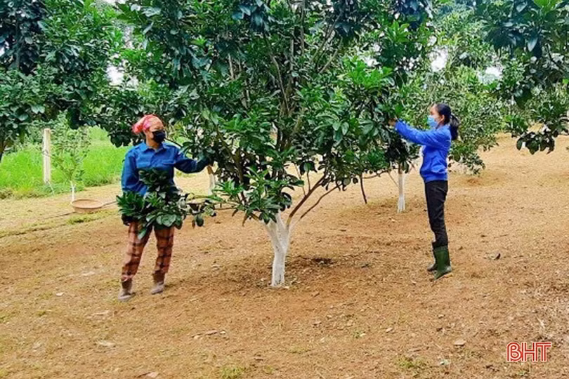 “Nhà sạch, vườn đẹp” giúp đoàn viên công đoàn huyện miền núi Hà Tĩnh ngày càng khấm khá