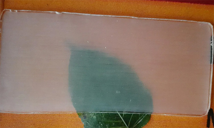 Gỗ trong suốt có thể thay thế nhựa