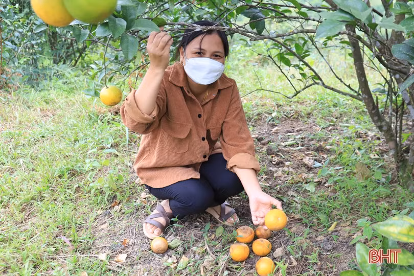 Người trồng cam Hương Sơn buồn lòng trước mùa thu hoạch