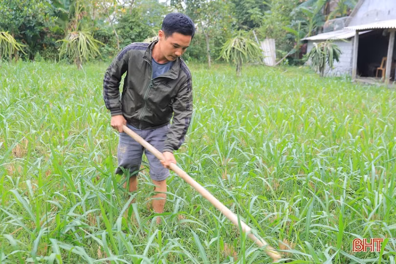 Từ thanh niên nghèo ở miền núi Hà Tĩnh thành hộ sản xuất kinh doanh giỏi