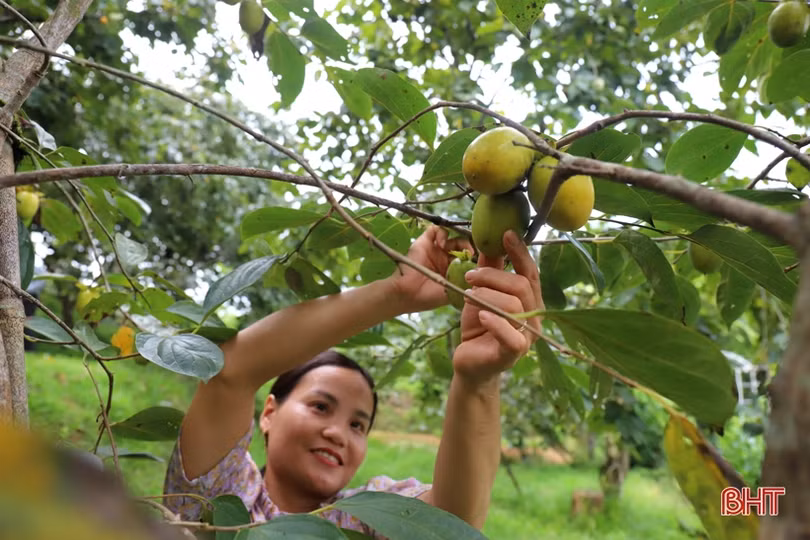 Mùa hồng giòn “bội thu” của nông dân Vũ Quang