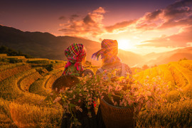 Cảnh đối lập sáng, chiều đẹp như tranh ở Mù Cang Chải