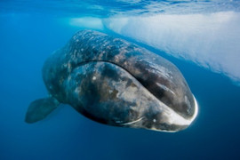 Bí quyết sống lâu của loài cá voi thọ nhất thế giới