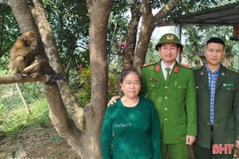 Cá thể khỉ đuôi lợn quý hiếm đi lạc vào nhà dân