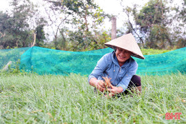 Kiệu được giá, nông dân Kỳ Anh thêm động lực đón tết