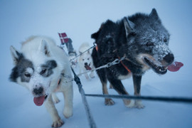 Đội chó kéo xe cảnh báo gấu Bắc Cực ở Greenland