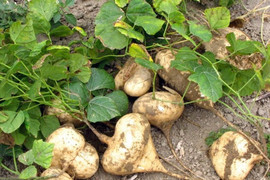 Ăn hạt cây củ đậu, gia đình 6 người phải nhập viện cấp cứu