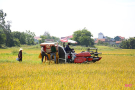 Thời tiết Hà Tĩnh những ngày tới: Bà con tranh thủ 3 ngày nắng thu hoạch lúa xuân