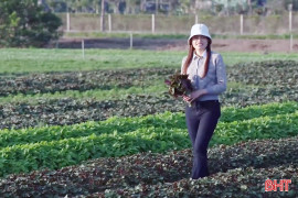 Về nơi rau “xước tí da” thơm ba quãng đồng