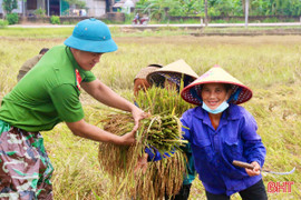 Nông dân Hà Tĩnh khẩn trương thu hoạch lúa xuân trước dự báo mưa lớn 