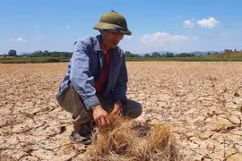 El Nino có khả năng rất mạnh, nguy cơ thiếu nước diện rộng