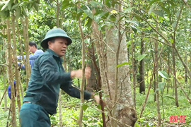 Nhanh chóng khắc phục cây dó trầm bị hư hại do bão số 5