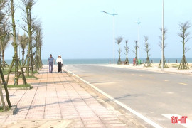 Vì sao cây xanh ở nhiều đô thị biển Hà Tĩnh “chết yểu”? 