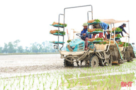 Hà Tĩnh sản xuất 150 ha lúa thâm canh cải tiến, giảm phát thải vụ xuân