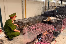 Bắt giữ nhóm đối tượng bắt trộm hơn 300 con mèo 