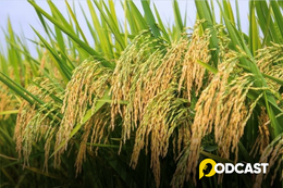 Podcast: Nhớ mùi thơm nếp rồng